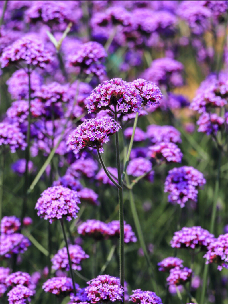 柳葉馬鞭草種子多年生宿根草花種子景觀綠化花海婚紗攝影觀花種子