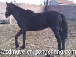 馬場外景婚紗照_農副產品_世界工廠網